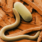 Nematodo.-