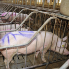 Una de las explotaciones de porcino en la provincia de Soria.-A.M.