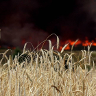 Las llamas amenazan los pocos cultivos de cereal que habían sorteado la sequía-Ical