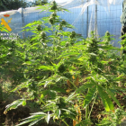 Plantación de marihuana incautada por la Guardia Civil.-ECB