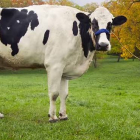 La vaca más alta del mundo ha muerto tras entrar en el libro Guiness de los récords.-Foto: GUINESS WORLD RECORDS