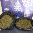 Imagen de los cogollos de marihuana recuperados por la Policía Nacional
