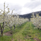 Algunos cerezos del Valle contarán con un complemento extra rico en calcio para mejorar la calidad de sus frutos.-Ricardo Ordoñez/ Ical