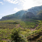 Imagen del viñedo de Viña Mein.-ECB