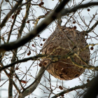 Nido de avispa asiática-JUAN HERRERO/ EFE