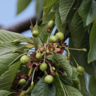 Las primeras cerezas ‘burlat’ del Valle de Caderechas.-G.G.