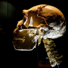 Cráneo 5 expuesto en el Museo de la Evolución. SANTI OTERO