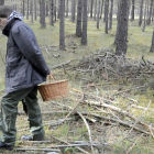 La provincia burgalesa cuenta en sus bosques y montes con una gran variedad de especies, lo que hace que cada vez más gente se interese por su recogida.-ECB