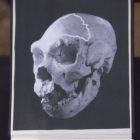 Parte del nuevo cráneo localizado en la Sima.-ICAL