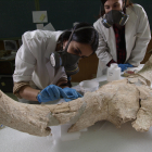 Momento en el laboratorio de restauración de uno de los cráneos de Cueva-Des-Cubierta. JAVIER TRUEBA (MSF)