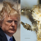 El biólogo canadiense Vazrick Nazari le ha dedicado a Trump la nueva especie de polilla que ha hallado en California, cerca de la frontera con México.-/ AFP / VAZRICK NAZARI / ZOOKEYS