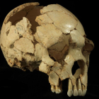 El Cráneo 6 de la Sima de los Huesos (Atapuerca, Burgos) ha sido uno de los fósiles estudiados en este trabajo.