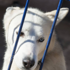 180 perros esperan salir hacia Quintanadueñas.-ICAL