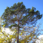 Desde hace unos 130 años, l pino crece en el interior del roble, que supera ya los 250 veranos.-AYTO. CANICOSA DE LA SIERRA
