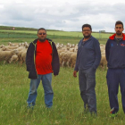 Ángel y Fernando Pastor, con su sobrino Miguel Mayo y sus ovejas en su explotación ecológica de Armuña, en Segovia.-A.P.