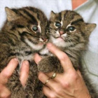 Dos gatos salvajes nacidos en un zoo de Sydney en el 2002.-REUTERS / MARK BAKER
