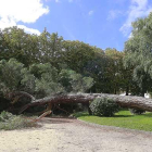 Imagen del árbol que se desplomó ayer sobre el patio interior del Hospital del Rey.-RAÚL G. OCHOA