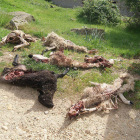 Ataque de lobos que mataron cinco ovejas e hirieron a otras dos en Vilviestre del Pinar, en una imagen de archivo. ECB