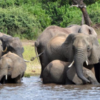 Unos elefantes beben agua en un parque africano.-CHARMAINE NORONHA