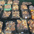 48 kilos de níscalos y boletus aprehendidos en el monte.-ECB