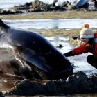 Ballenas varadas en Nueva Zelanda.-