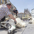 El esquilador despoja de la lana a una de las ovejas empleando una de las tijeras que antiguamente se empleaban para esta labor.-SANTI OTERO