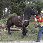 El caballo arrastró por el monte los restos de los árboles talados en la zona de La Cartuja.-RAÚL G. OCHOA