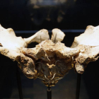 La pelvis elvis es uno de los objetos míticos de Atapuerca cuyo original se expone en el Museo de la Evolución.-RAÚL G. OCHOA