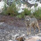 Un ejemplar de lobo en la comarca zamorana de Sanabria.-ICAL