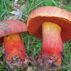 ‘Boletus rhodopurpureus’ (tóxica).-G. G.