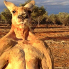 El musculoso canguro Roger.-
