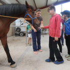 Los niños dieron terrones de azúcar al caballo ‘Rayito’ y pintaron sobre su piel para ir cogiendo confianza para luego montar.-ISRAEL L. MURILLO