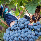 La Ribera del Duero ha recogido menos uva este año, aunque afortunadamente la calidad se mantiene.-ICAL