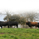 Toros de la ganadería de Bañiuelos en La Cabañuela.-ECB
