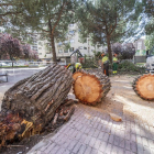 El mal crecimiento del árbol provocó su desplome sobre el columpio del parque infantil.-ISRAEL L. MURILLO
