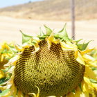 Cultivo de girasol en la comarca agraria de Campo de Gómara.-ÁLVARO MARTÍNEZ