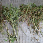 Plantas de marihuana incautadas por la Guardia Civil.-ECB