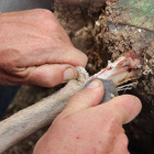 El Cenieh estudia, desde hace 8 años, numerosos fósiles de fauna provenientes de la cueva israelí de Qesem.-ECB