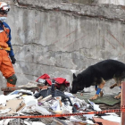 Un rescatista japonés con un perro participa en la búsqueda de supervivientes en un edificio desmoronado en Ciudad de México, el 22 de septiembre-AFP / YURI CORTEZ