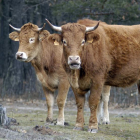 El ganado vacuno desciende en los meses de invierno desde las zonas más altas de Urbión a los alrededores de las localidades de Pinares.-VALENTÍN GUISANDE