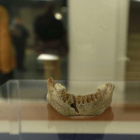 Original de la mandíbula ATA-1 que se expone en el Museo de Burgos.-RAÚL G. OCHOA