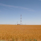 Plantación de trigo en la provincia de Valladolid-Ical