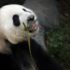 Un oso panda comiendo.-AP / WONG MAYE