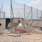 Etxaurren hizo fotografías durante su visita para testimoniar las condiciones en las que se encuentran los perros.-E. M.