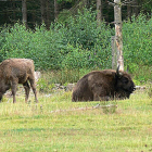 El parque burgalés cuenta ya con 4 bisontes, dos machos y dos hembras.-ECB