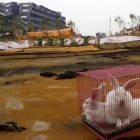 Una caja con conejos dejada en la zona de la explosión para probar si hay riesgo de morir.-CHINA STRINGER NETWORK / REUTERS