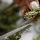 Planta de marihuana.-EFE / CHRISTIAN ESCOBAR MORA