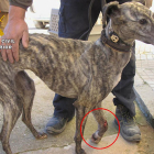 Imagen de un perro con la pierna fracturada.-ECB