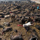 Matanza de búfalos para el festival de Gadhimai en el pueblo de Bariyapur , Nepal-Foto:   AFP / ROBERTO SCHMIDT