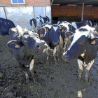 Explotación de vacuno de leche en un municipio de Castilla y León.-ICAL